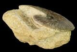 Bathonian Ammonite (Oppelia) Fossil - France #152708-1